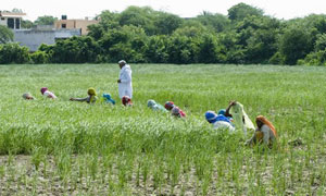 Agriculture Skill Council of India 